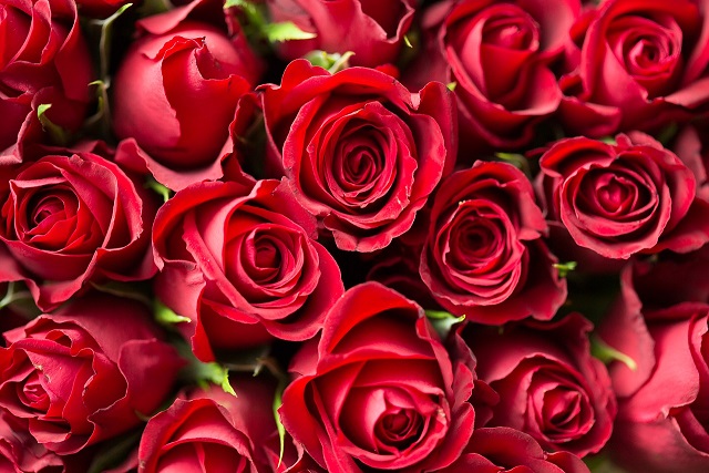 rose2